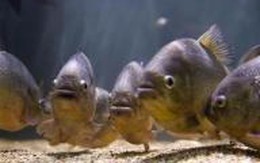 Vườn thú ép hai chị em bơi trong bể cá ăn thịt người